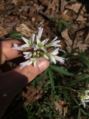 Cardamine concatenata