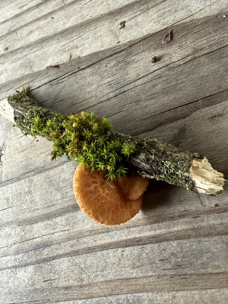 Neofavolus americanus · April 2026 · photo: © julietrav24 (iNaturalist, cc-by)
