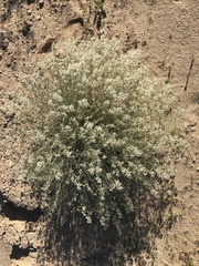 Lepidium fremontii