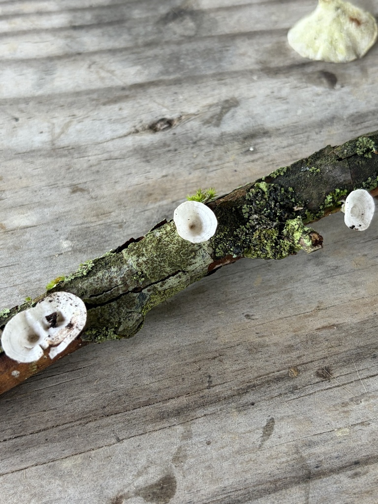 Trametes conchifer · April 2026 · photo: © julietrav24 (iNaturalist, cc-by)