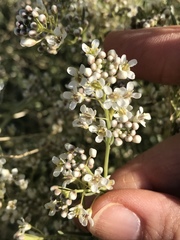 Lepidium fremontii
