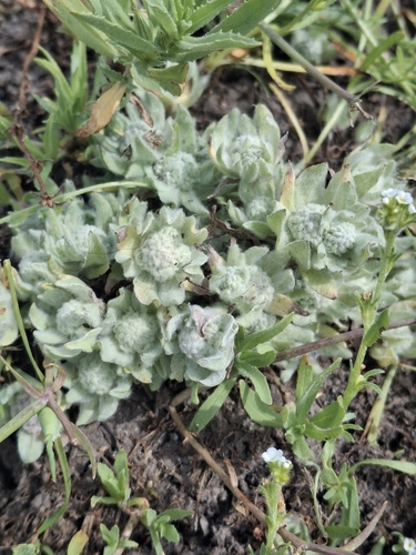 iNaturalist observation photo of low woolly marbles