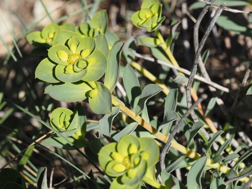 Euphorbia nicaeensis, photograph 5