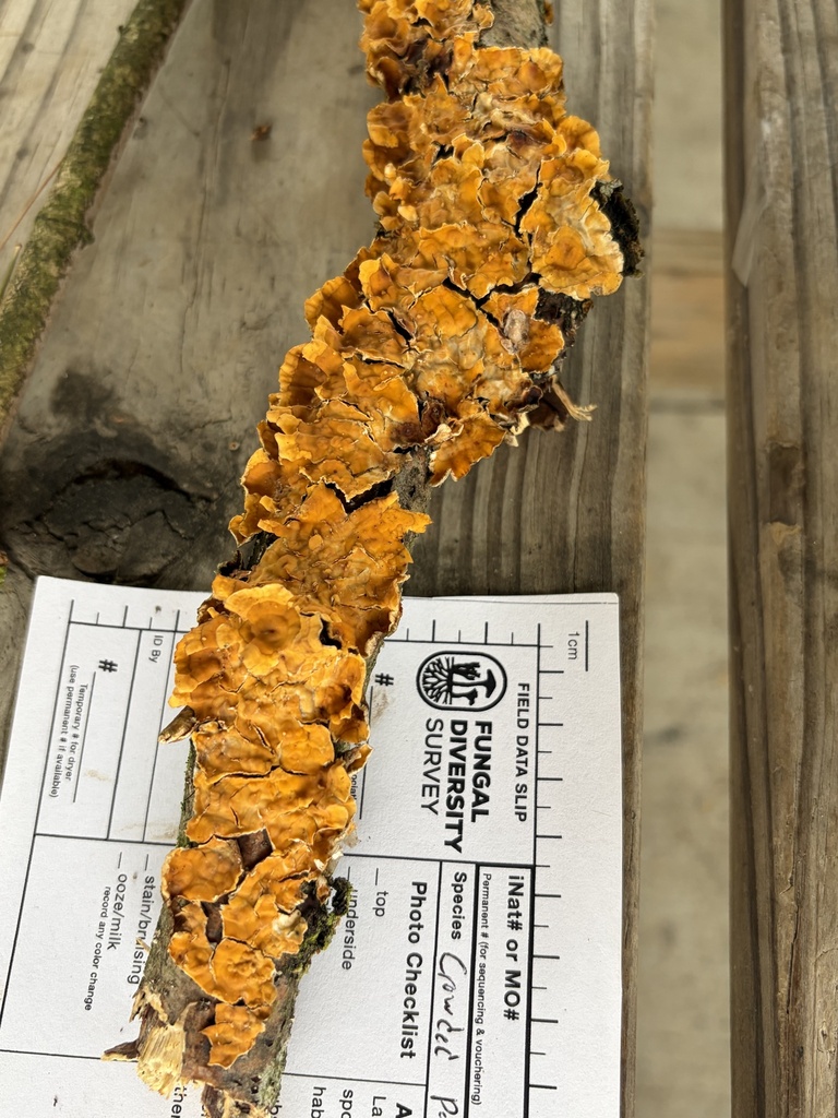 Stereum complicatum · April 2026 · photo: © julietrav24 (iNaturalist, cc-by)