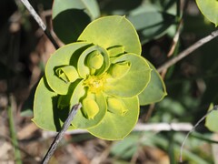 Euphorbia nicaeensis, photograph (c) Louis Aureglia, some rights reserved (CC BY)