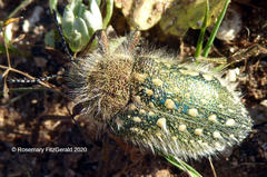 Julodis manipularis