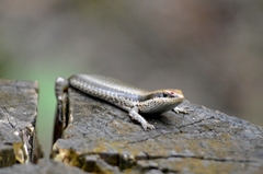 Notomabuya frenata