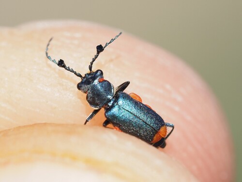 Ceratistes dentifrons