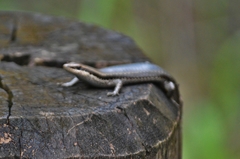 Notomabuya frenata