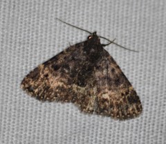 Metalectra diabolica