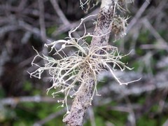 Ramalina calicaris