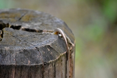 Notomabuya frenata