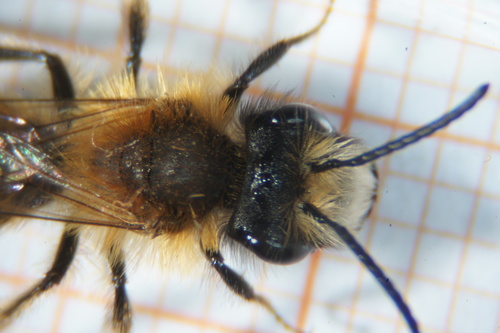 Tawny mining bee