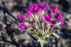 Pelargonium incrassatum