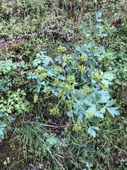Lomatium californicum