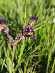 Anchusa hybrida, photograph (c) Francesco Santoro, some rights reserved (CC BY)