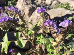 Phacelia scariosa