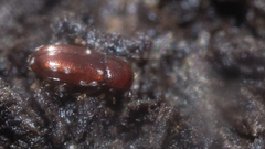 Philothermus glabriculus