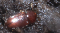 Philothermus glabriculus