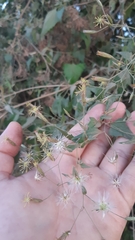 Brickellia coulteri adenopoda