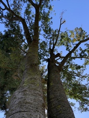 Beilschmiedia miersii