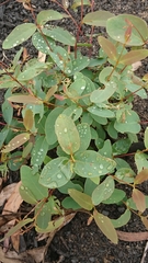 Eucalyptus piperita