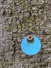 Beilschmiedia miersii