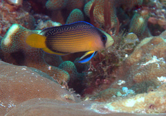 Splendid Dottyback photo 5