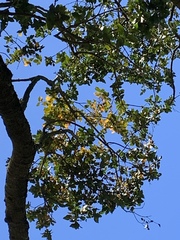 Beilschmiedia miersii