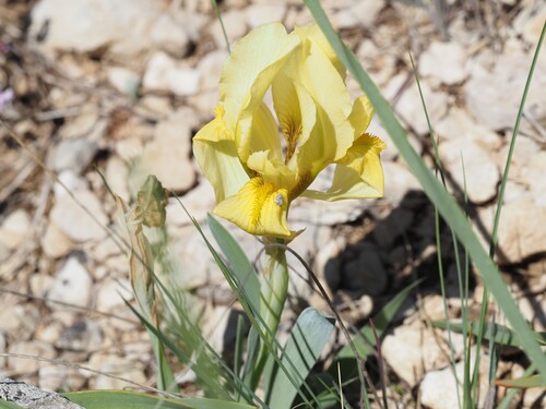 Iris lutescens, photograph 6