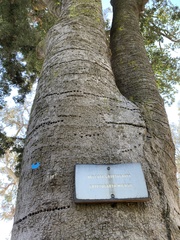 Beilschmiedia miersii