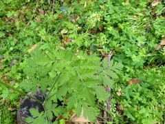 Osmorhiza brachypoda