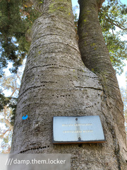 Beilschmiedia miersii