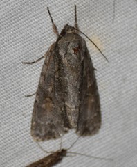 Acronicta connecta