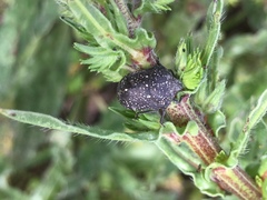 Psacasta exanthematica