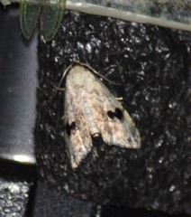 Abablemma duomaculata