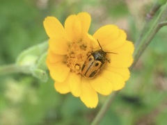 Cryptocephalus rugicollis