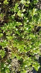 Stellaria media