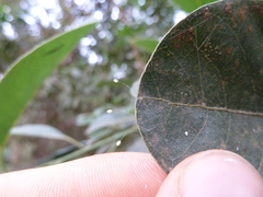 Insecta