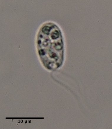 Polytoma