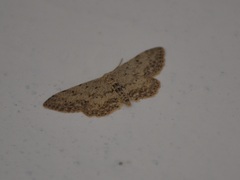 Idaea incisaria