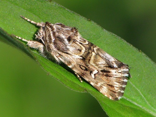 Toadflax Brocade Moth