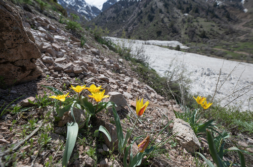 Tulipa dubia, photograph 6