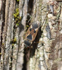 Rhyparochromus vulgaris