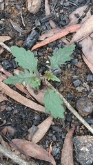 Arrhenechthites mixtus