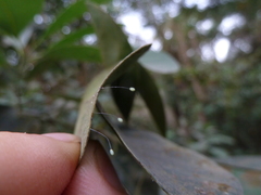 Insecta