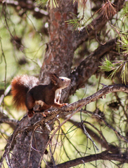 Sciurus vulgaris