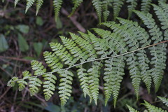 Dennstaedtia globulifera