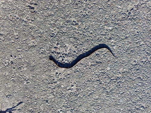 Aesculapian Snake