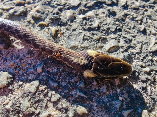 Aesculapian Snake